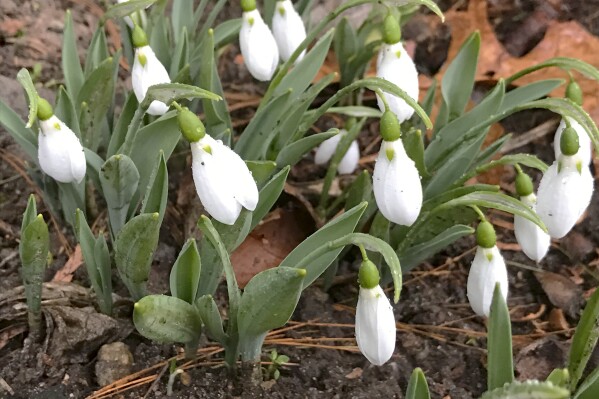 Consider the ‘minor bulbs’ -- crocuses, snowdrops and more -- when planting for spring