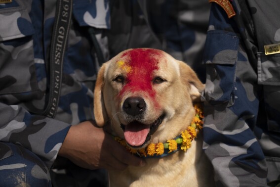 AP Photo: Garlands and treats for beloved dogs in Nepal’s annual Kukur Puja festival