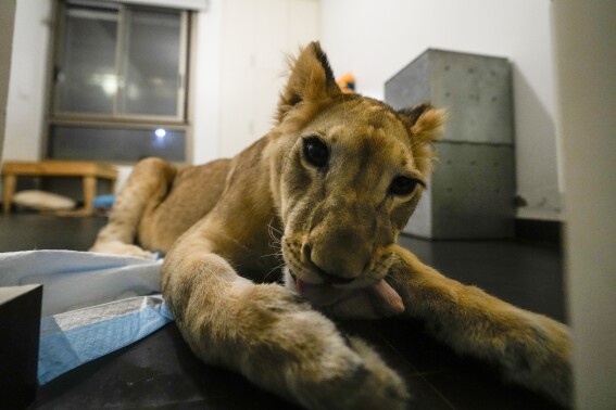 A lion cub evacuated from Lebanon to a South African sanctuary escapes airstrikes and abuse