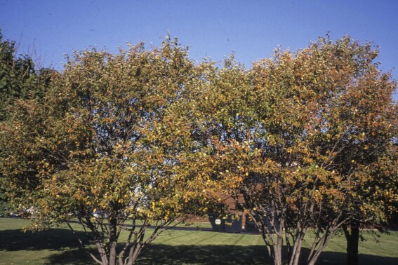 Serviceberry is a sadly underused native tree that helps wildlife and is worth planting