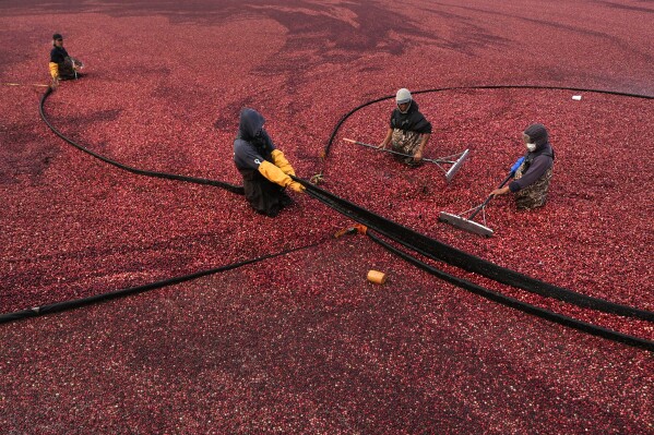 Millions will eat cranberry sauce on Thanksgiving. But where do those cranberries come from?