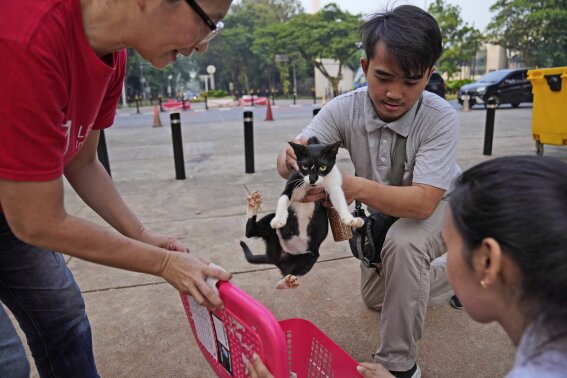 AP PHOTOS: Jakarta TNR effort aims to help stray cats like lively Hitam and feisty Aing Maung