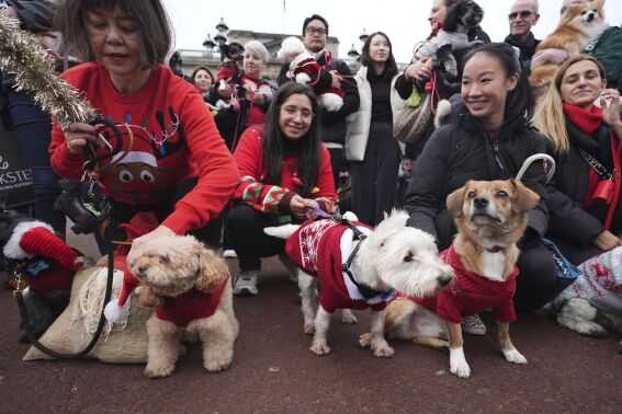 Pooches in pullovers strut their stuff at London’s canine Christmas sweater parade